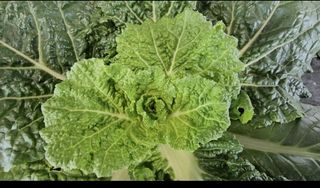 그린톡톡 오계상님의 배추 · 일상 작성글 사진