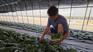 그린톡톡 오계상님의 배추 · 일상 작성글 사진