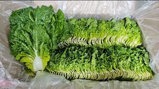 그린톡톡 오계상님의 배추 · 일상 작성글 사진