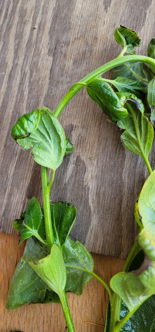 갈대님의 감 · 병해충상담 작성글 사진