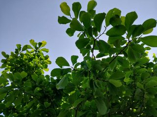 금동이네님의 복숭아 · 자유게시판 작성글 사진