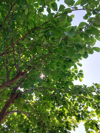 금동이네님의 복숭아 · 자유게시판 작성글 사진