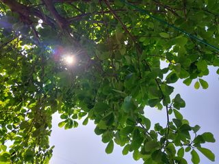 금동이네님의 복숭아 · 자유게시판 작성글 사진