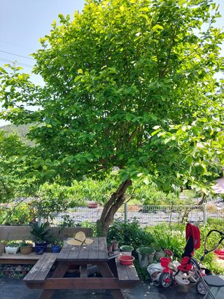 금동이네님의 복숭아 · 자유게시판 작성글 사진