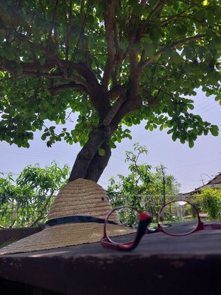 금동이네님의 복숭아 · 자유게시판 작성글 사진