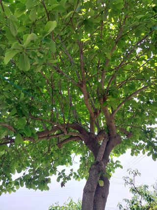 금동이네님의 복숭아 · 자유게시판 작성글 사진