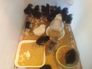 인생은 소풍처럼님의 옥수수 · 자유게시판 작성글 사진