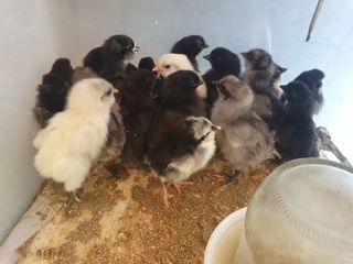 인생은 소풍처럼님의 옥수수 · 자유게시판 작성글 사진