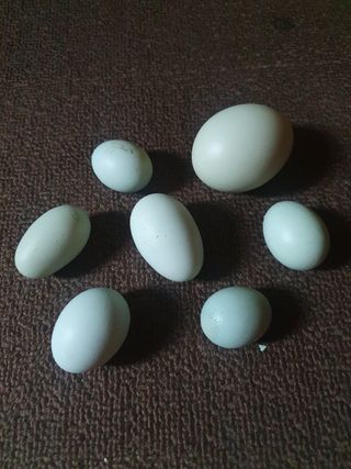 인생은 소풍처럼님의 옥수수 · 자유게시판 작성글 사진