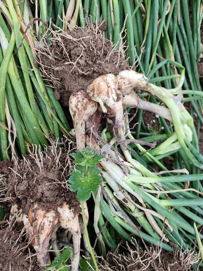 장터 상품 [쪽파 종구 판매합니다 4k] 썸네일