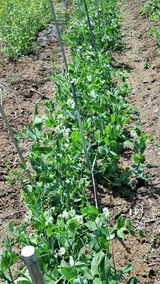 팜모닝 자유주제·자유게시판 게시글 이미지