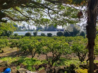 조상길님의 귤 · 일상 작성글 사진