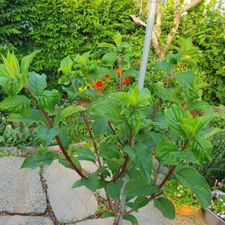 농부님의 자유주제 · 자유게시판 작성글 사진