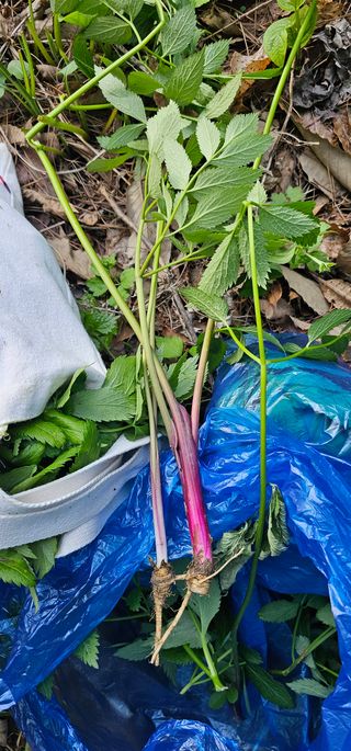 Pointlej님의 자유주제 · 자유게시판 작성글 사진