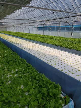 오승훈님의 상추 · 자유게시판 작성글 사진