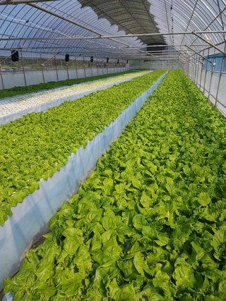 오승훈님의 상추 · 자유게시판 작성글 사진