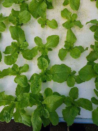 오승훈님의 상추 · 자유게시판 작성글 사진