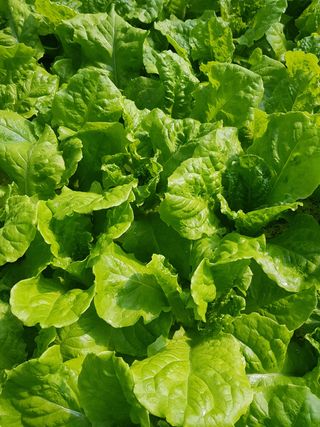 오승훈님의 상추 · 자유게시판 작성글 사진