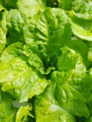 오승훈님의 상추 · 자유게시판 작성글 사진