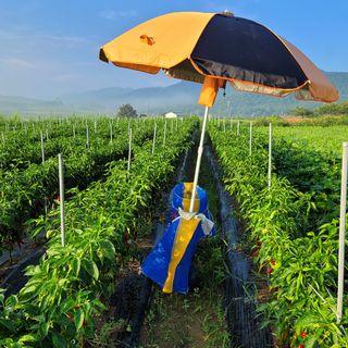 백호순(후추)님의 자유주제 · 사진전 작성글 사진