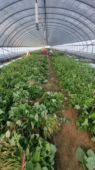 김동수님의 고구마 · 자유게시판 작성글 사진