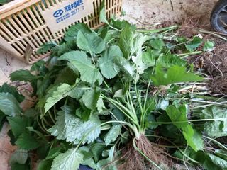 손미진 님의 기타작물 · 자유게시판 작성글 사진