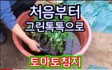 그린톡톡 오계상님의 토마토·파종•정식 작성글 사진