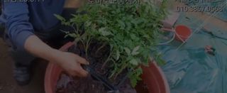 그린톡톡 오계상님의 토마토 · 파종•정식 작성글 사진