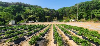 이준경님의 감자 · 자유게시판 작성글 사진