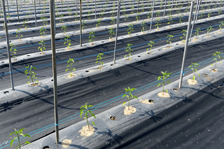 정진해님의 고추 · 비료•농약 작성글 사진