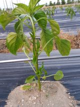 팜모닝 고추·파종•정식 게시글 이미지