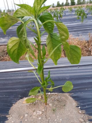 암초님의 고추 · 파종•정식 작성글 사진