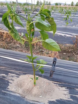 암초님의 고추 · 파종•정식 작성글 사진