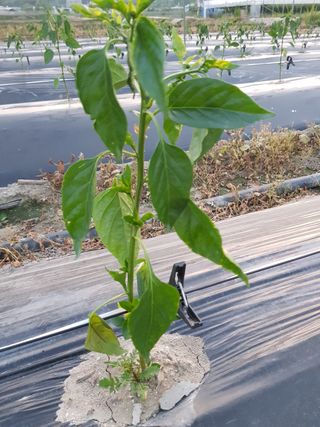 암초님의 고추 · 파종•정식 작성글 사진