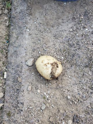 또비님의 감자 · 자유게시판 작성글 사진