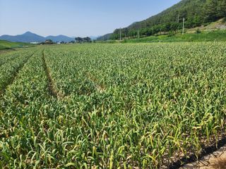 공명호님의 마늘 · 일상 작성글 사진