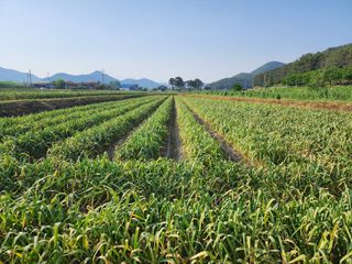 공명호님의 마늘 · 일상 작성글 사진