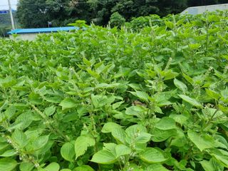 고추19824님의 자유주제 · 사진전 작성글 사진