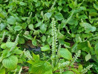 고추19824님의 자유주제 · 사진전 작성글 사진