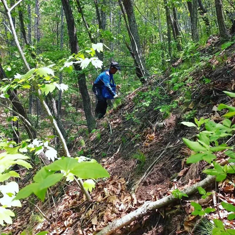 장터 상품 [판매하는것보다키우는재미  도라지와 산양삼그리고 산나물] 썸네일