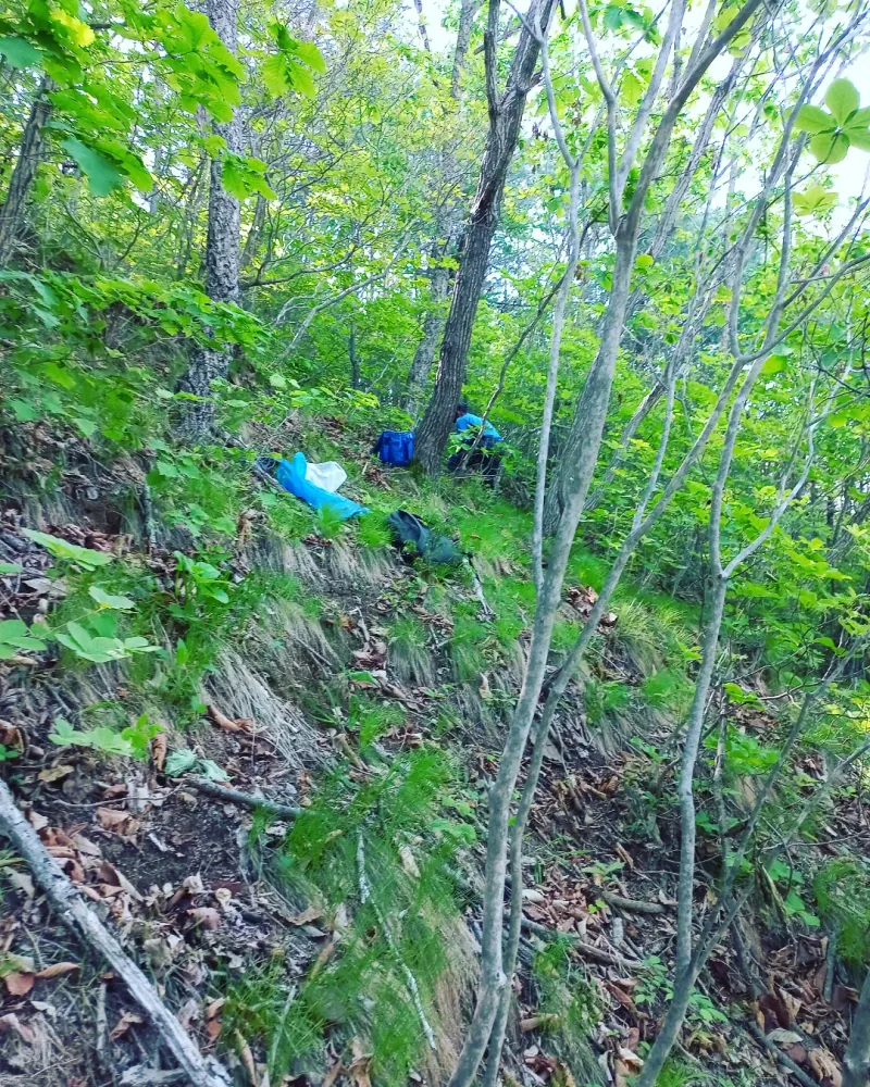 이성수님의 장터 판매 상품 [판매하는것보다키우는재미  도라지와 산양삼그리고 산나물] 첨부 사진