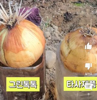 그린톡톡 오계상님의 들깨 · 자유게시판 작성글 사진