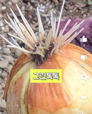 그린톡톡 오계상님의 들깨 · 자유게시판 작성글 사진