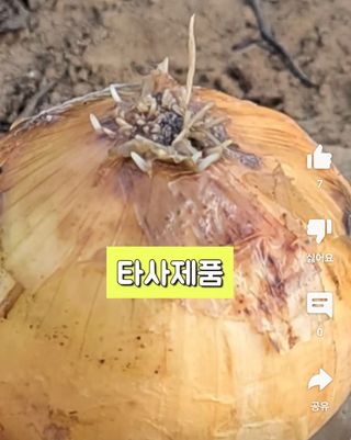 그린톡톡 오계상님의 들깨 · 자유게시판 작성글 사진