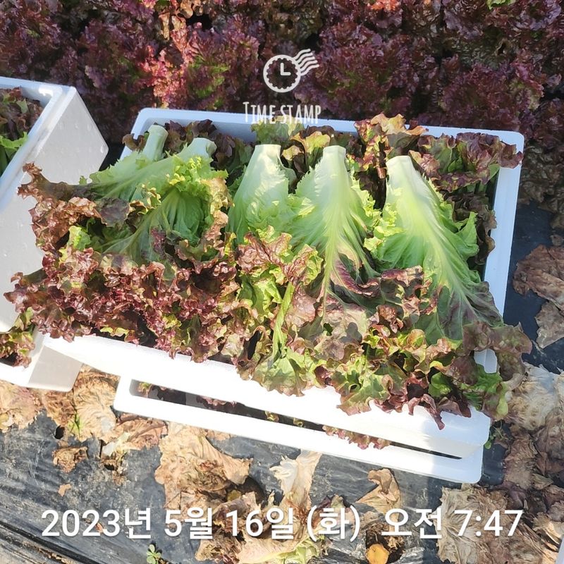 장터 상품 [노지포기상추 2kg] 썸네일