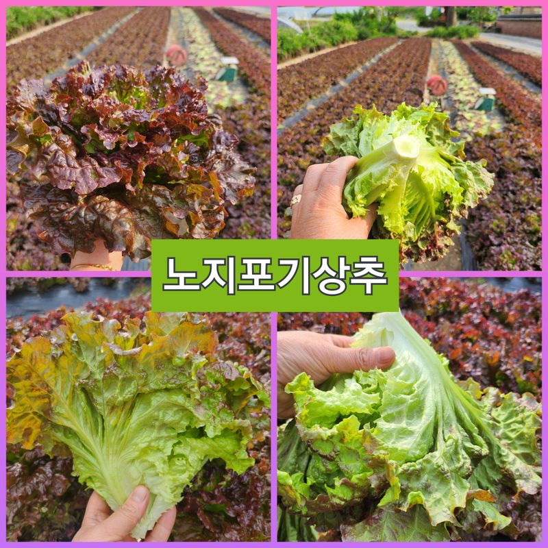 김지혜님의 장터 판매 상품 [노지포기상추 2kg] 첨부 사진