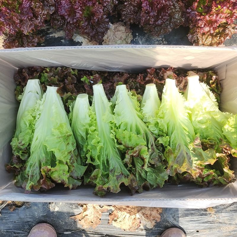 김지혜님의 장터 판매 상품 [노지포기상추 2kg] 첨부 사진