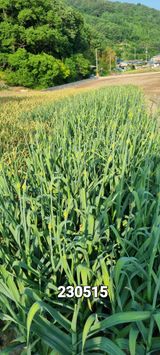 팜모닝 마늘·일상 게시글 이미지