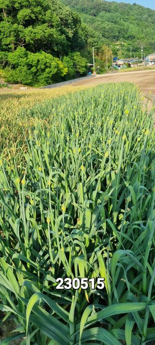 처음처럼 시작님의 마늘 · 일상 작성글 사진