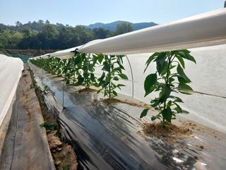 알 수 없음님의 고추 · 일상 작성글 사진